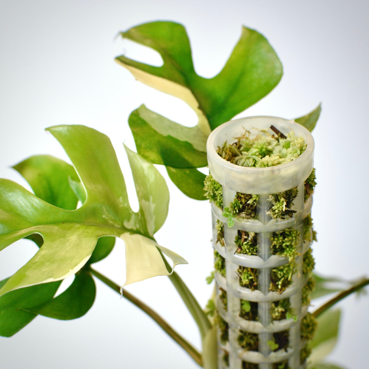 Extendable Mini Moss Pole – Live Welsh Sphagnum Moss