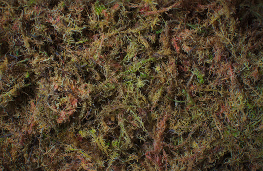 Welsh Spaghnum Moss