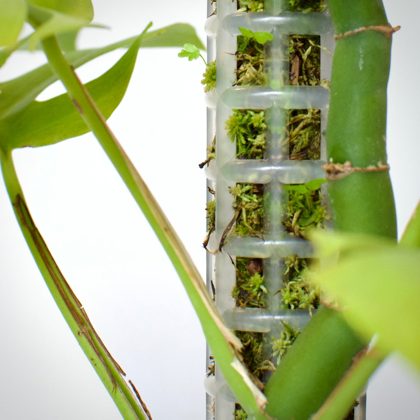 Extendable Mini Moss Pole – Live Welsh Sphagnum Moss