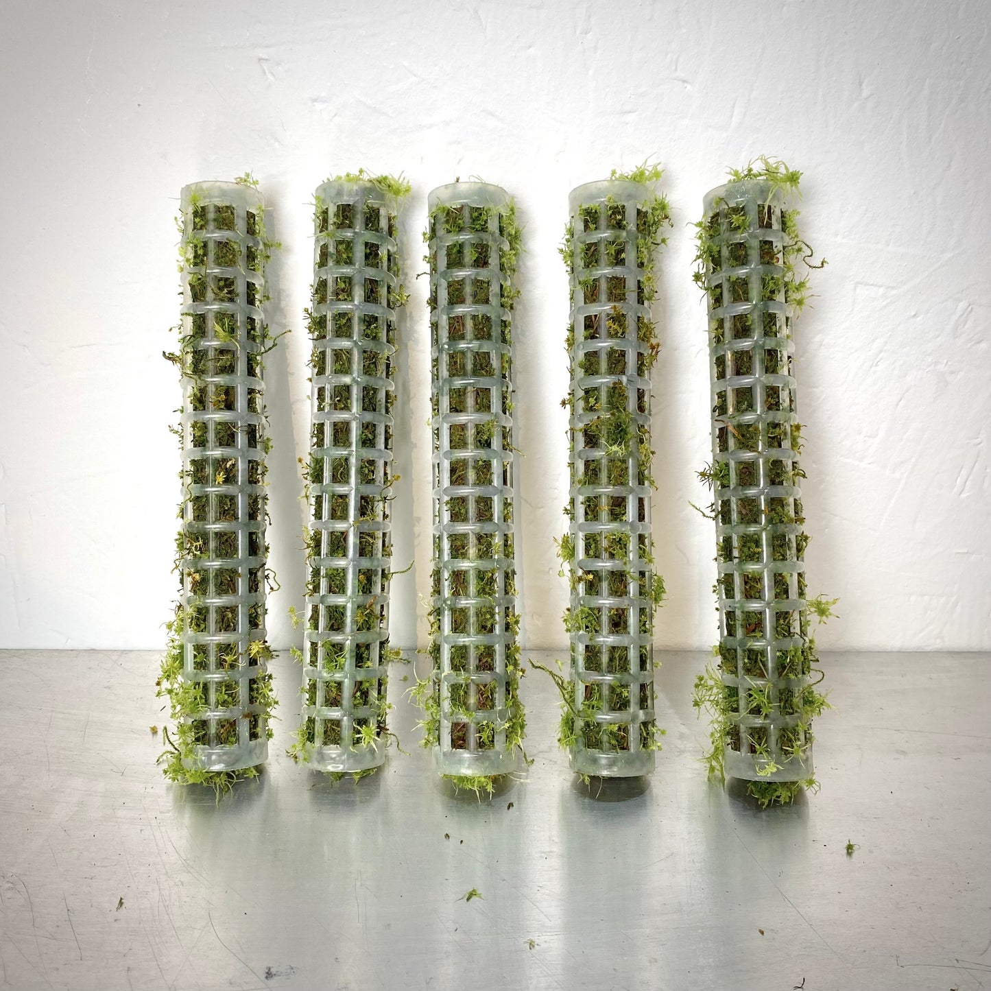 Extendable Mini Moss Pole – Live Welsh Sphagnum Moss