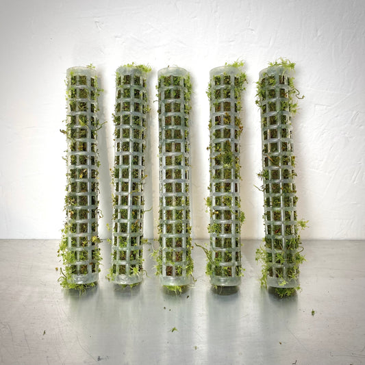 Extendable Mini Moss Pole – Live Welsh Sphagnum Moss