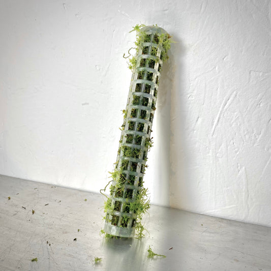 Extendable Mini Moss Pole – Live Welsh Sphagnum Moss