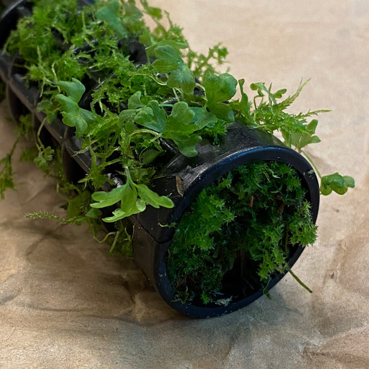 Extendable Mini Moss Pole – Live Welsh Sphagnum Moss